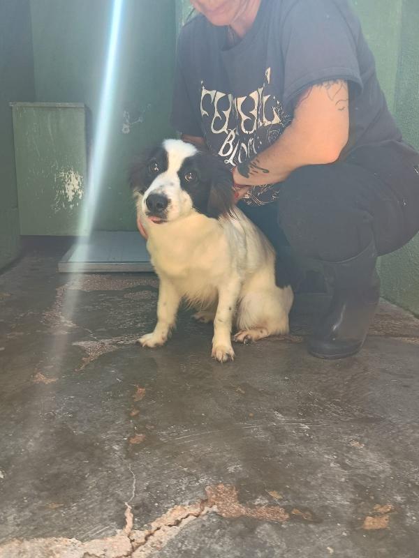 Magda - Cagnolina Di 3 Anni - 8Kg